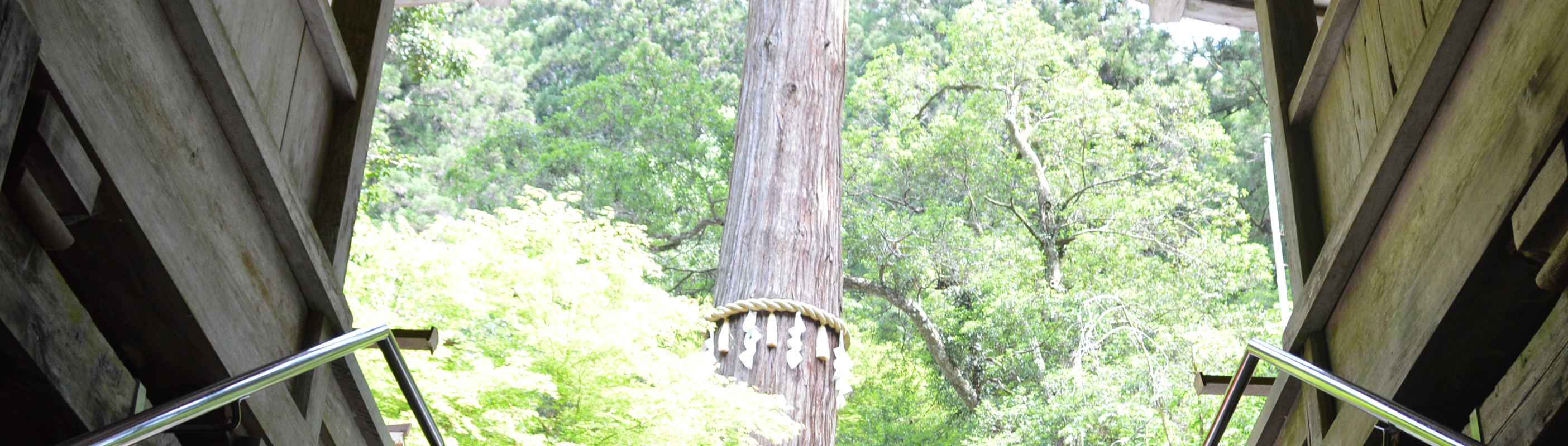 유키 신사 신목(神木)