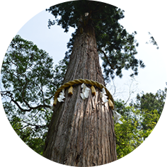 쿠라마의 신성한 거목